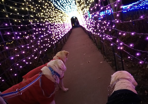 光の通路
