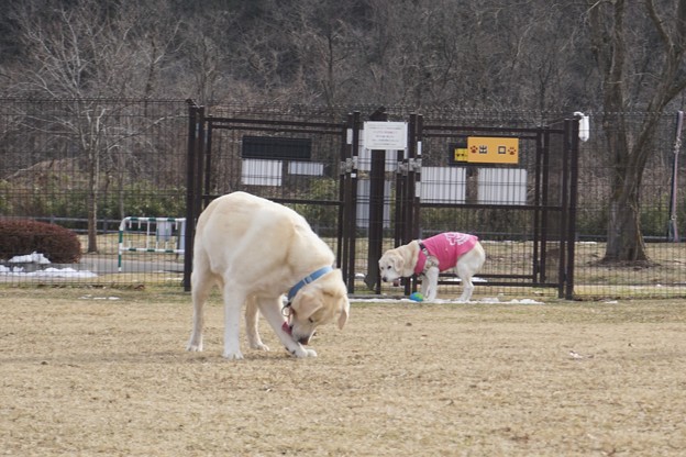 バッチクなったよ