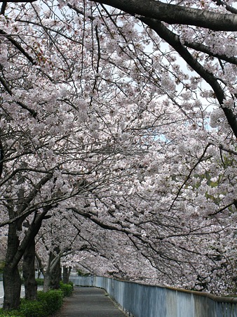 宇治川　桜のトンネル