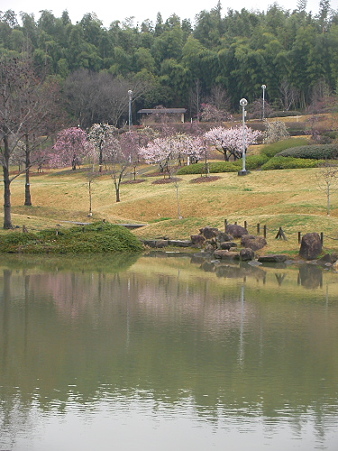 盛りを過ぎた大池公園の梅