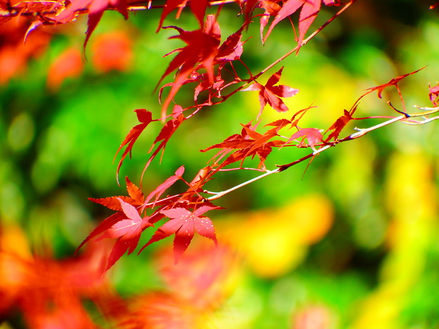 写真: 紅葉@河内渓谷