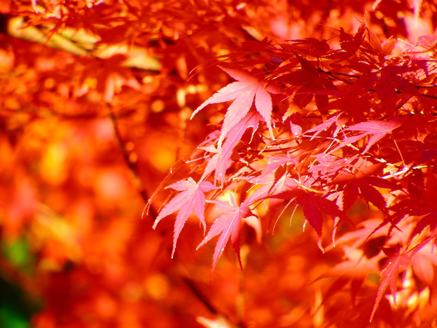 写真: 紅葉@河内渓谷