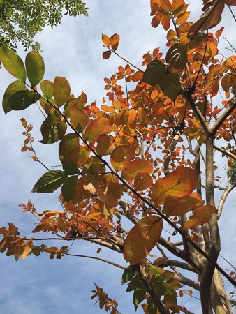 近所の紅葉01