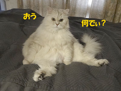 14111701