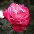 赤い薔薇 IMG_6865