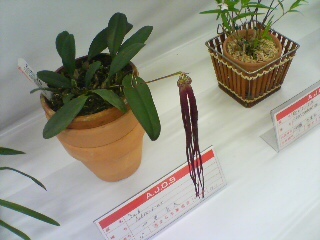 長いお花