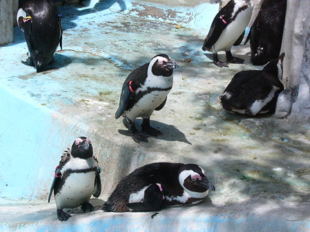 ペンギン