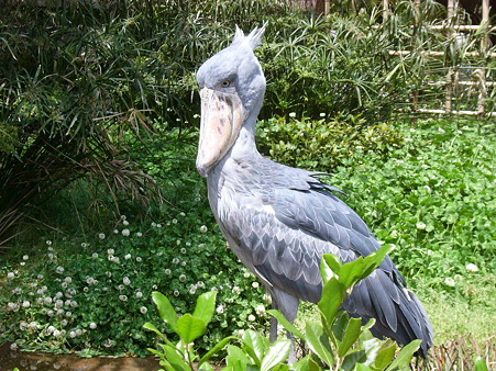 ハシビロコウ