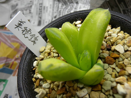 美穂錦