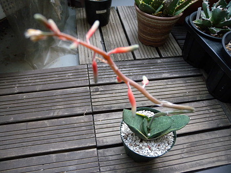 臥牛竜覆輪錦