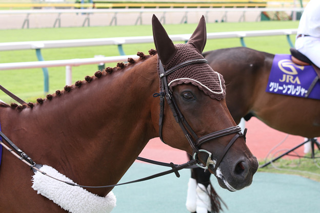 新潟競馬場 誘導馬 ダークシャドウ 7 16 08 27 写真共有サイト フォト蔵