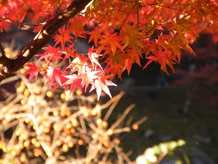 DSCF9449_R