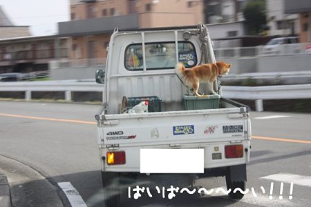 ひさびさに 見た 軽トラ犬 ファルコンといっしょ 楽天ブログ