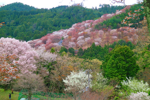 Photos: 吉野の春