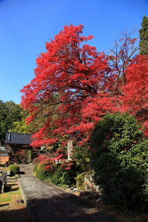 岩波観音の紅葉１