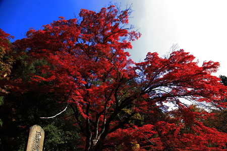 燃える赤と濃い空
