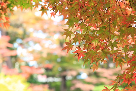 カラフルな紅葉
