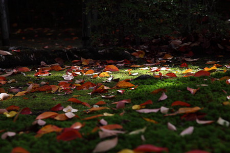 苔と紅葉