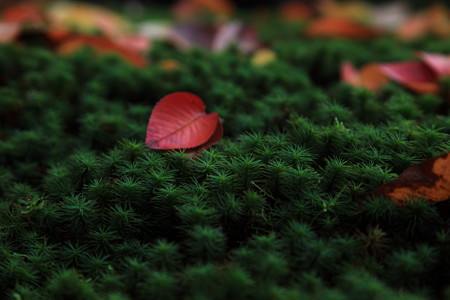 ふかふかな苔に囲まれて。