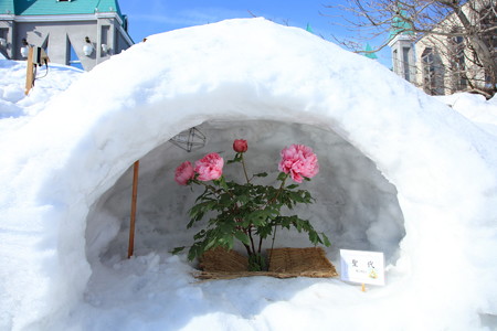 かまくらにぼたん