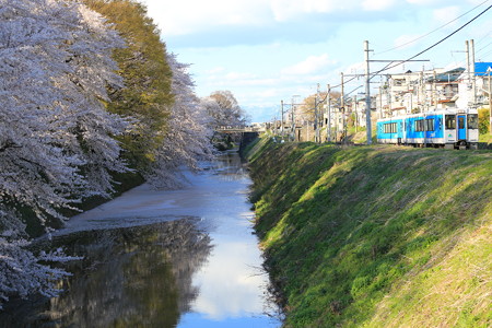 霞城公園の桜左沢線と