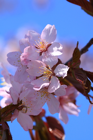 山形市野草園　さくら