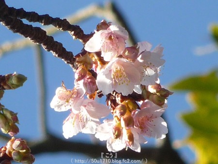 150108-久能山 桜 (6)