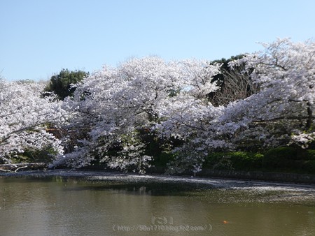 170413-鶴岡八幡宮 (48)