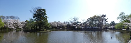 170413-鶴岡八幡宮 パノ