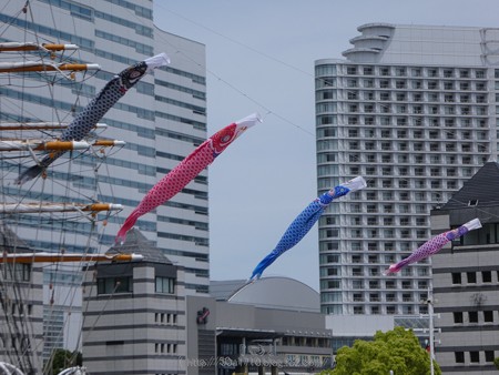 170503-日本丸 (4)