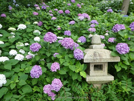 170628-鎌倉 長谷観音 (45)
