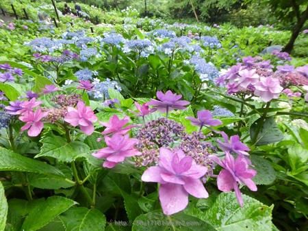 170628-鎌倉 長谷観音 (81)