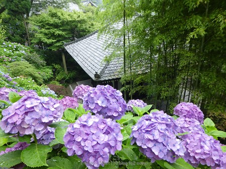 170628-鎌倉 長谷観音 (136)