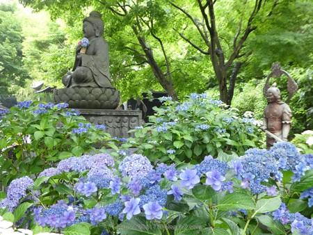 170628-鎌倉 長谷観音 (187)