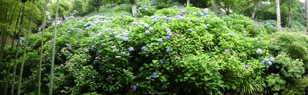 170628-鎌倉 長谷観音 (161)