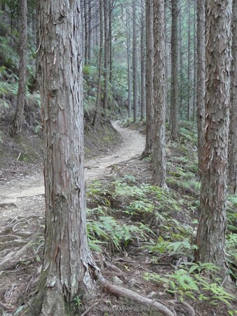 160325-熊野古道 小辺路 (20)