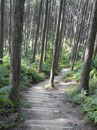 160325-熊野古道 小辺路 (48)