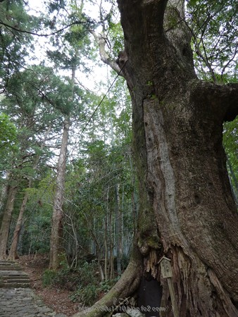 160324-熊野古道 大門坂 (44)