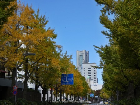 171112-山下公園通り (46)