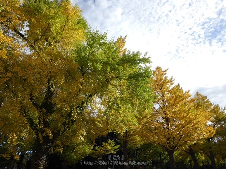171112-山下公園通り (60)