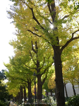 171112-山下公園通り (92)