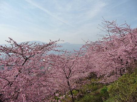 100223-松田山 河津桜 (48)