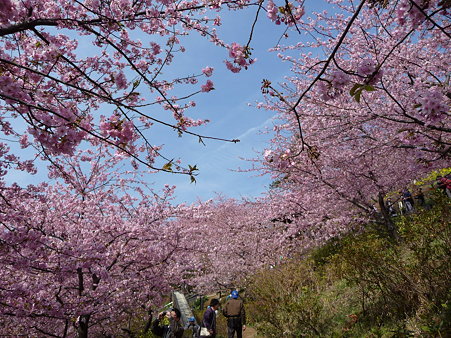 100223-松田山 河津桜 (53)