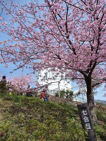 100223-松田山 河津桜 (54)