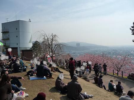 100223-松田山 河津桜 (79)
