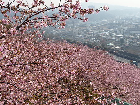 100223-松田山 河津桜 (90)