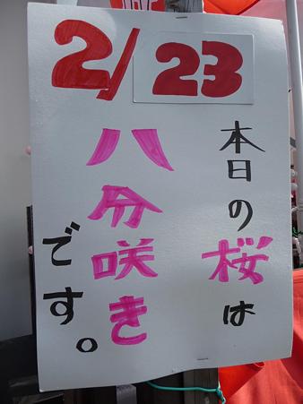 100223-松田山 河津桜 (84)