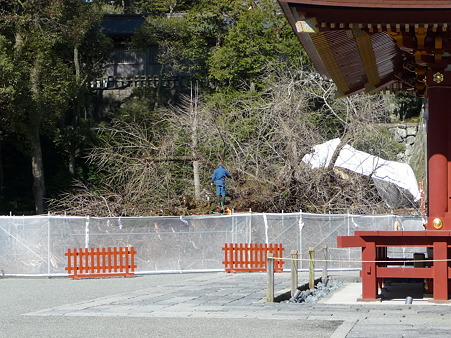 100311-八幡さま (20)