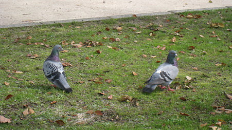 hato