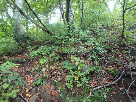 PA080037